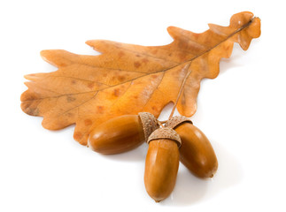 Isolated image of acorn and autumn leaf closeup