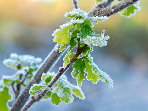 Gr&uuml;nes Eichenlaub nach einer frostigen Nacht mit Raureif &uuml;berzogen