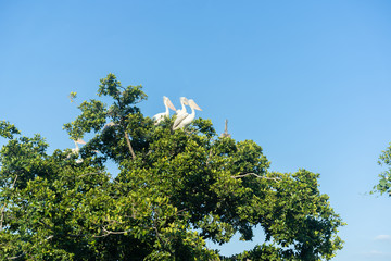 many birds in the forest.