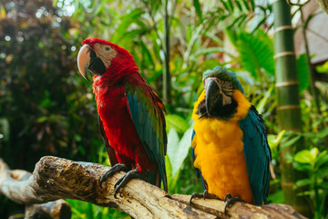Redand Yellow Macaw Parrots sitting on a branch in a tropical park