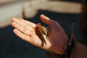 Brown sparrow in the mans hand in sunny day