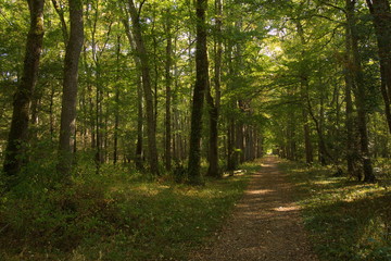 Alley in castle garden of the castle Chenonceau in France,Europe