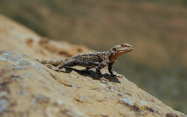 Lizard basking under the sun in Georgian mountains