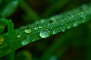 water drops on green leaf 