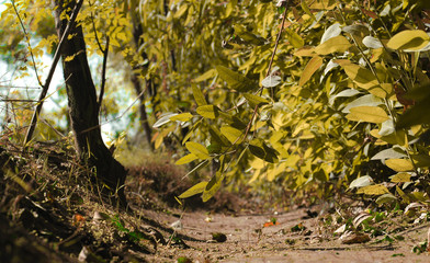 Green growing tree in nature in summer
