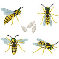 Four poses of wasp insect and its larvae