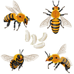 Four poses of bee insect and its larvae