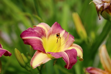 Fototapeta na wymiar Flower pollination by bees. Maple Color Lily (hemerocallis Hybridus) with diffuse green leaves in the background