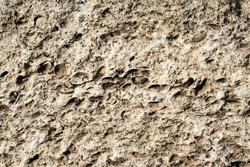 a old weathered shell stone surface background texture backdrop