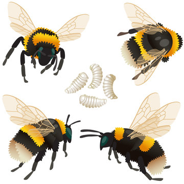 Four poses of bumblebee insect and its larvae