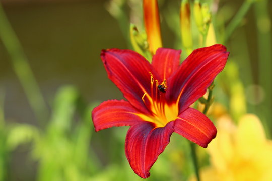 Flower pollination by bees. Red Color Lily (hemerocallis Hybridus) with difuse green leaves in the background