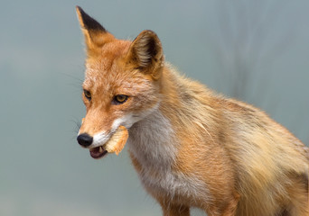 Wild fox in the mountains