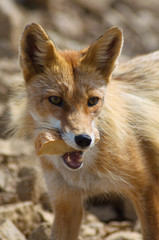 Wild fox in the mountains