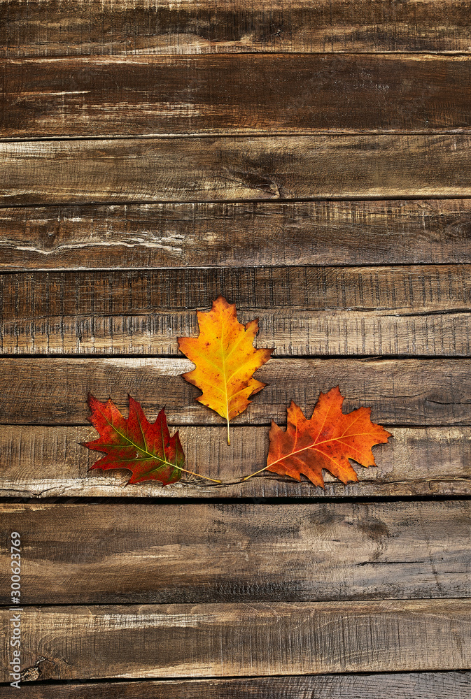 Canvas Prints autumn maple leaves on top view wooden table vertical frame.