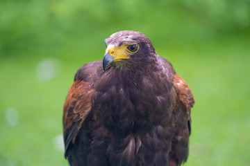 Closeup of a Harris Hawk (Parabuteo unicinctus), a medium-large bird of prey from the southwestern United States south to Chile and Argentina