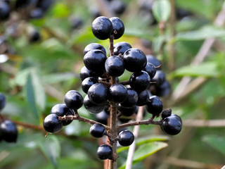 Fr&uuml;chte und Beeren des Liguster vulgare f&uuml;r die Winterf&uuml;tterung der Wildv&ouml;gel