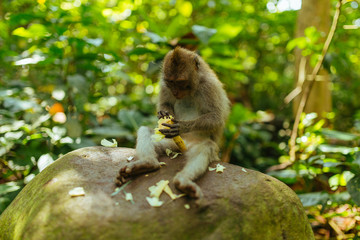 Macaque Monkey sitting on a stone and eating a banana