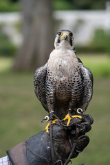 Closeup of a peregrine falcon (Falco peregrinus), a widespread bird of prey (raptor) in the family...