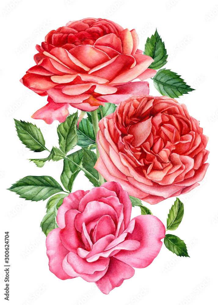 Wall mural bouquet of roses on an isolated white background, watercolor hand drawing, botanical painting, vintage card