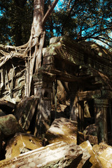 Trees grow through stones in Angkor Wat Temple in Cambodia