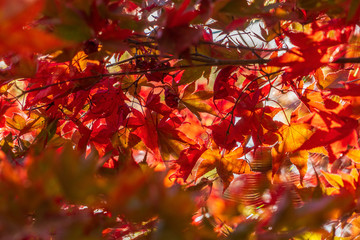  autumn leaf nature background