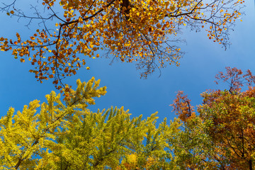  autumn leaf nature background