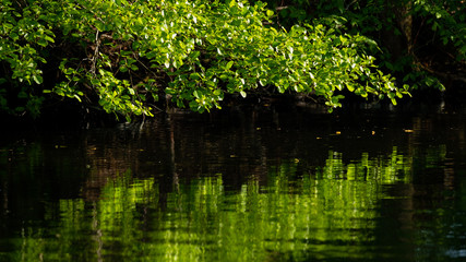 Spiegelung auf Wasseroberfläche