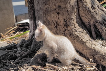 Portrait a cute white kitten shitting on ground under the tree.