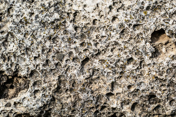 a old weathered shell stone surface background texture backdrop