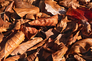 Fototapeta na wymiar Autumn brown golden leaves closeup