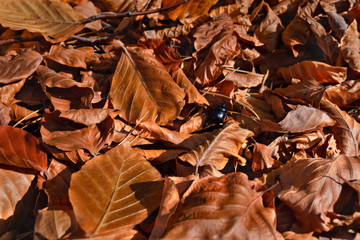 Autumn leaves closeup and small beetle - Geotrupes stercorarius