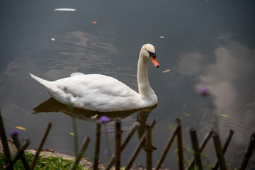 White goose in the pool