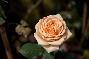 Close up orage rose