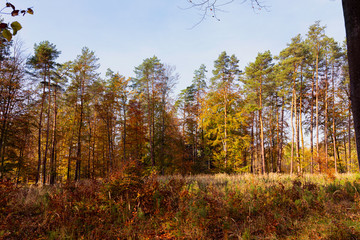 Meadow in front od the autumn forest