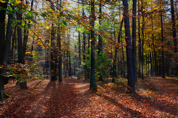 Autumn forest with sun rays