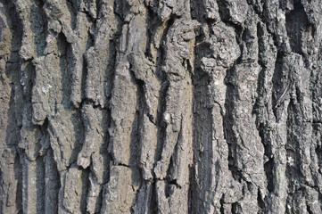 Drawing texture of oak bark. Harvesting textures for designers.