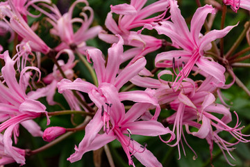 Nerine Bowdenii flowers in pink.