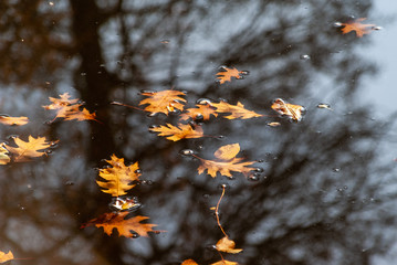 Zespół pałacowo-parkowy Lubomirskich, Białystok, Dojlidy, Podlasie © podlaski49