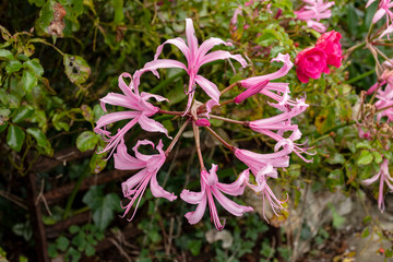 Nerine Bowdenii flowers in pink.