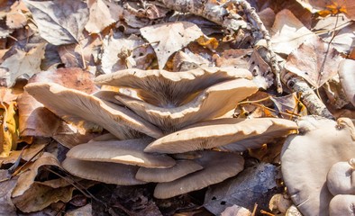 mushrooms on the foliage