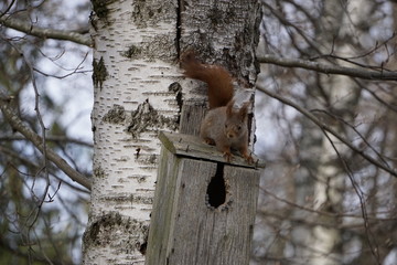 squirrel on a birdhouse