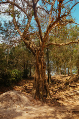 Fototapeta premium Trees grow through stones in Angkor Wat Temple in Cambodia