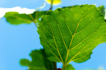 Pattern under the fresh green mulberry under the blue sky