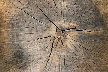 Cut tree trunk - texture of wood