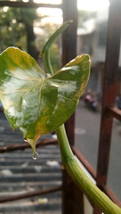 leaf with drops of water