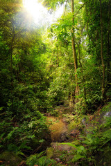 Beautiful landscape view of the rainforest during a ecotourism jungle hike in Gunung Leuser National Park, Bukit Lawang, Sumatra, Indonesia - obrazy, fototapety, plakaty