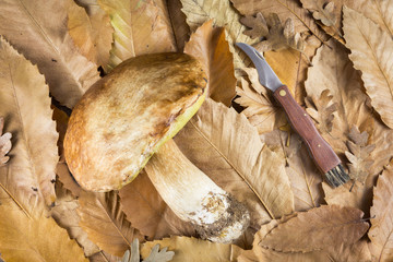 Boletus Mushroom on dry leaves background. Autumn Mushrooms.