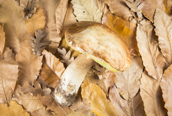 Boletus mushroom on dry leaves background. Autumn Mushrooms. Gourmet Food.