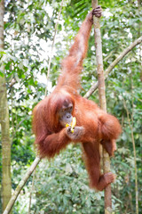 Beautiful female Sumatran Orangutan (Pongo abelii) during a ecotourism jungle hike in Gunung Leuser National Park, Bukit Lawang, Sumatra, Indonesia