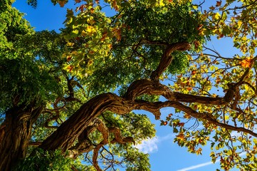Fototapeta premium Acacia and platanus tree in autumn Lindau.